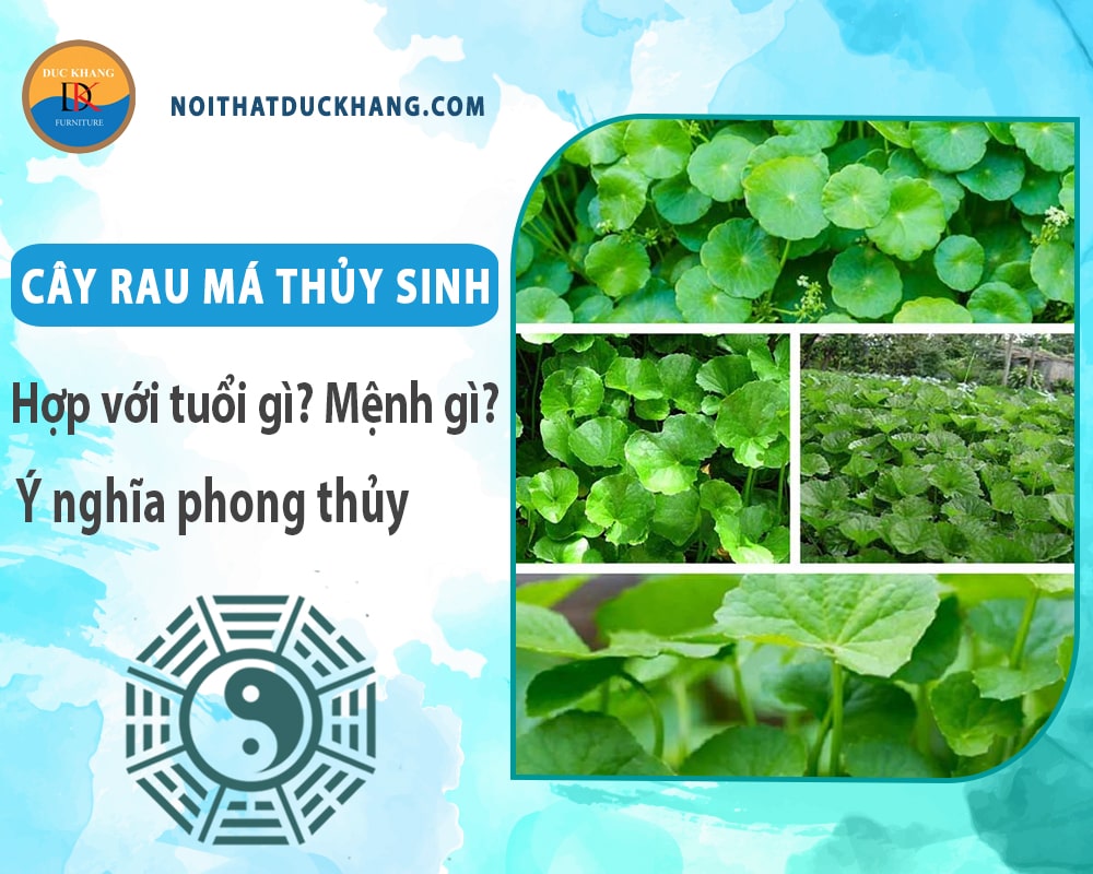 Cây rau má thủy sinh hợp với tuổi gì? Mệnh gì? Ý nghĩa phong thủy