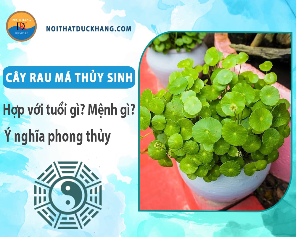 Cây rau má thủy sinh hợp với tuổi gì? Mệnh gì? Ý nghĩa phong thủy