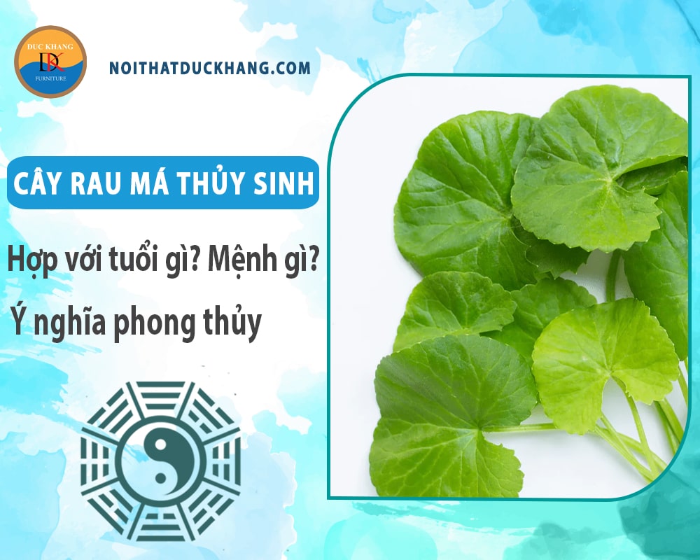 Cây rau má thủy sinh hợp với tuổi gì? Mệnh gì? Ý nghĩa phong thủy