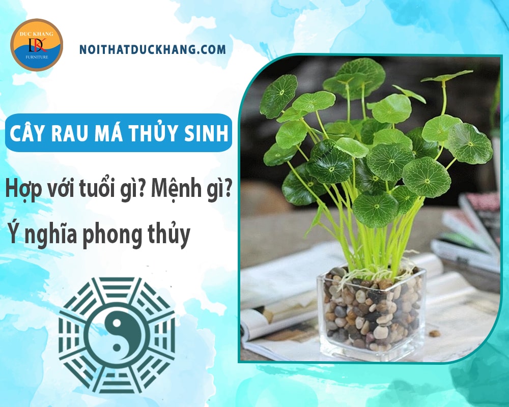 Cây rau má thủy sinh hợp với tuổi gì? Mệnh gì? Ý nghĩa phong thủy