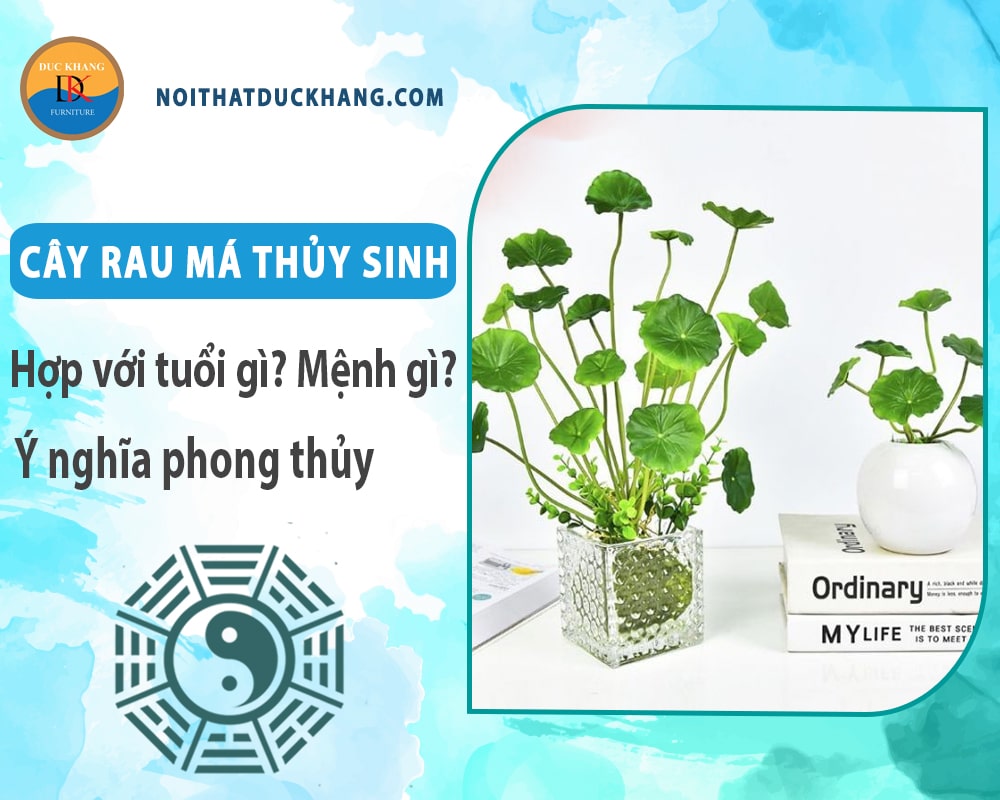 Cây rau má thủy sinh hợp với tuổi gì? Mệnh gì? Ý nghĩa phong thủy