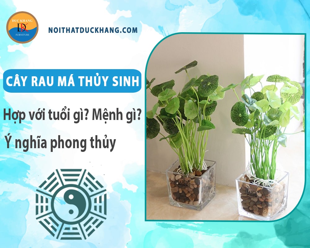 Cây rau má thủy sinh hợp với tuổi gì? Mệnh gì? Ý nghĩa phong thủy