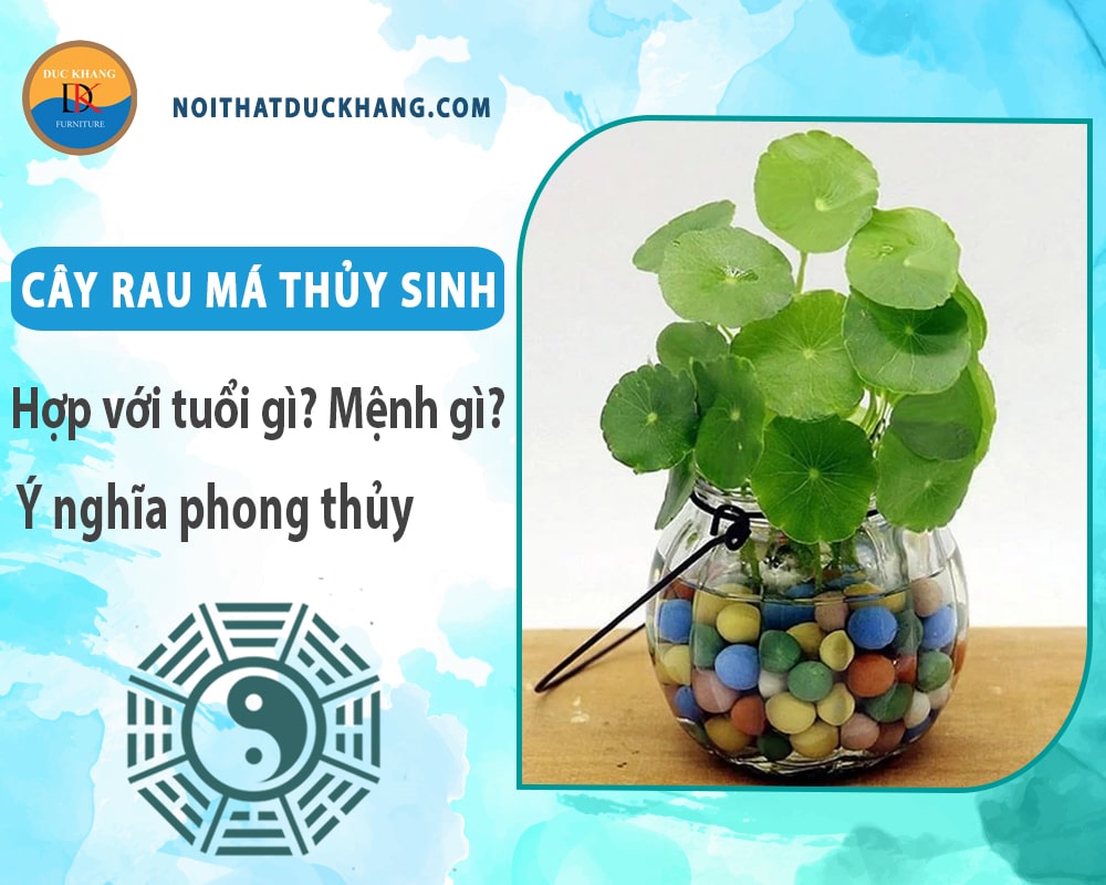 Cây rau má thủy sinh hợp với tuổi gì? Mệnh gì? Ý nghĩa phong thủy