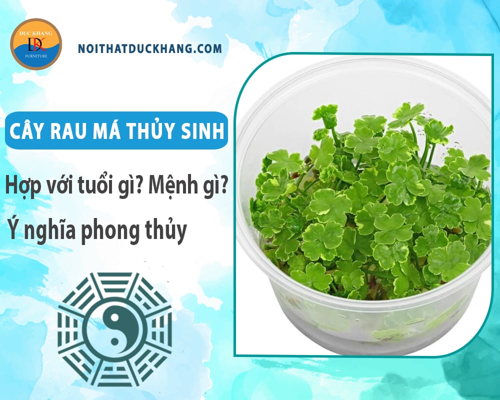 Cây rau má thủy sinh hợp với tuổi gì? Mệnh gì? Ý nghĩa phong thủy