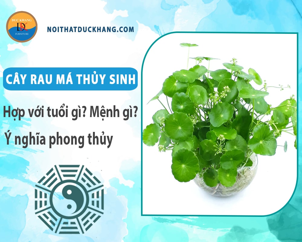 Cây rau má thủy sinh hợp với tuổi gì? Mệnh gì? Ý nghĩa phong thủy