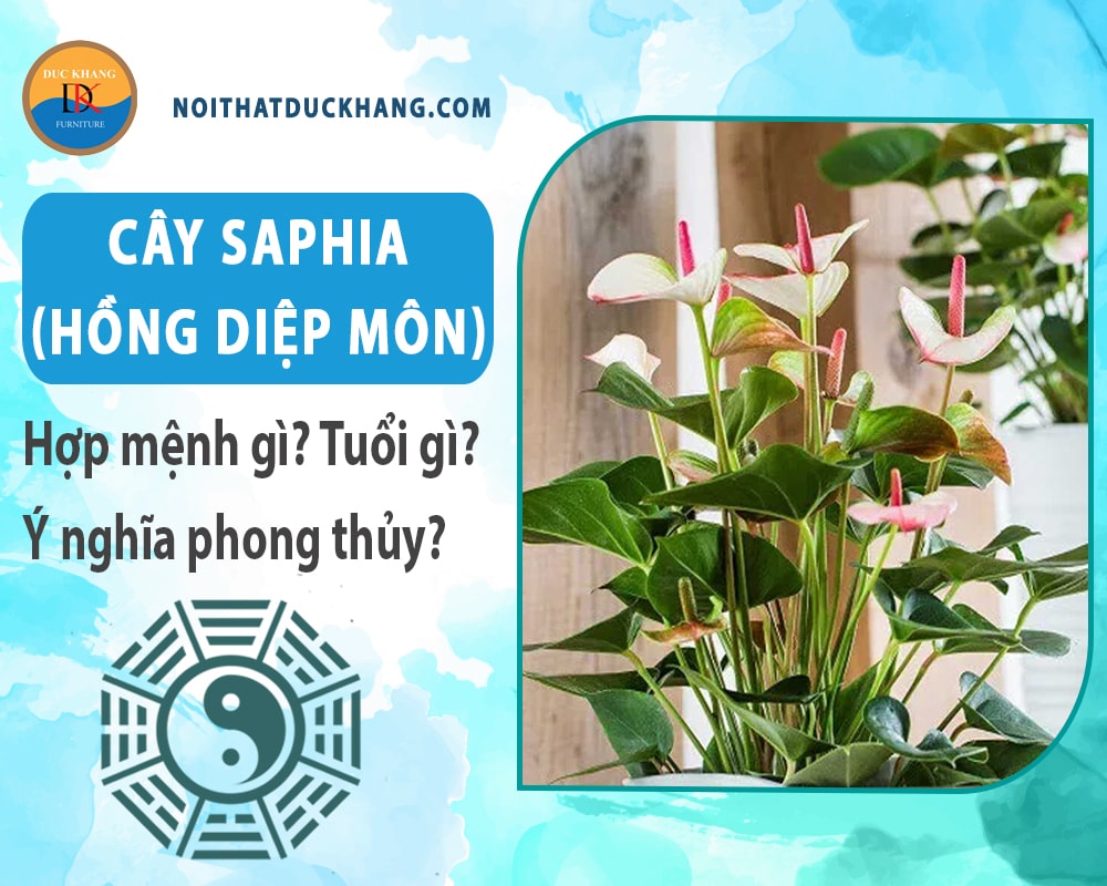 Cây Saphia (hồng diệp môn) hợp mệnh gì? Tuổi gì? Ý nghĩa phong thủy?