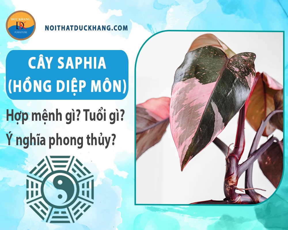 Cây Saphia (hồng diệp môn) hợp mệnh gì? Tuổi gì? Ý nghĩa phong thủy?