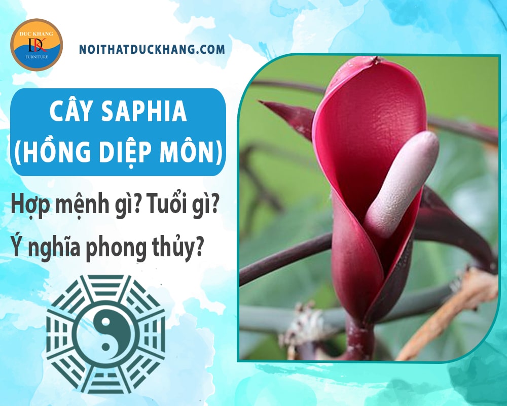 Cây Saphia (hồng diệp môn) hợp mệnh gì? Tuổi gì? Ý nghĩa phong thủy?