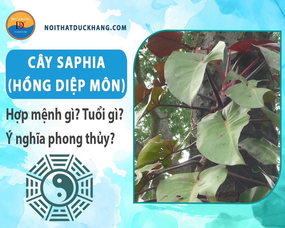 Cây Saphia (hồng diệp môn) hợp mệnh gì? Tuổi gì? Ý nghĩa phong thủy?