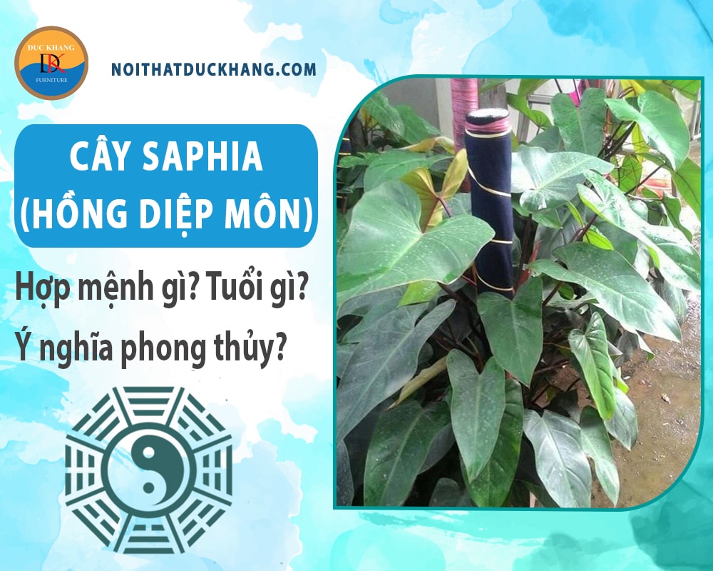 Cây Saphia (hồng diệp môn) hợp mệnh gì? Tuổi gì? Ý nghĩa phong thủy?