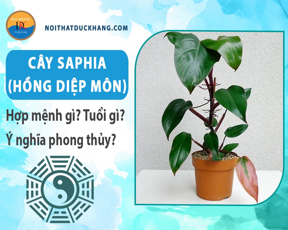 Cây Saphia (hồng diệp môn) hợp mệnh gì? Tuổi gì? Ý nghĩa phong thủy?