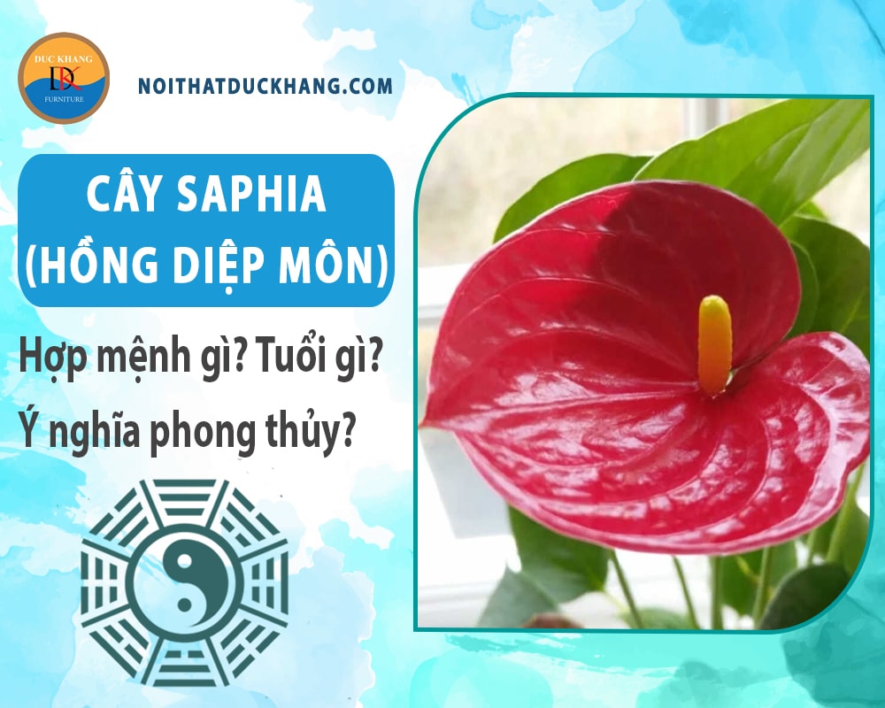 Cây Saphia (hồng diệp môn) hợp mệnh gì? Tuổi gì? Ý nghĩa phong thủy?