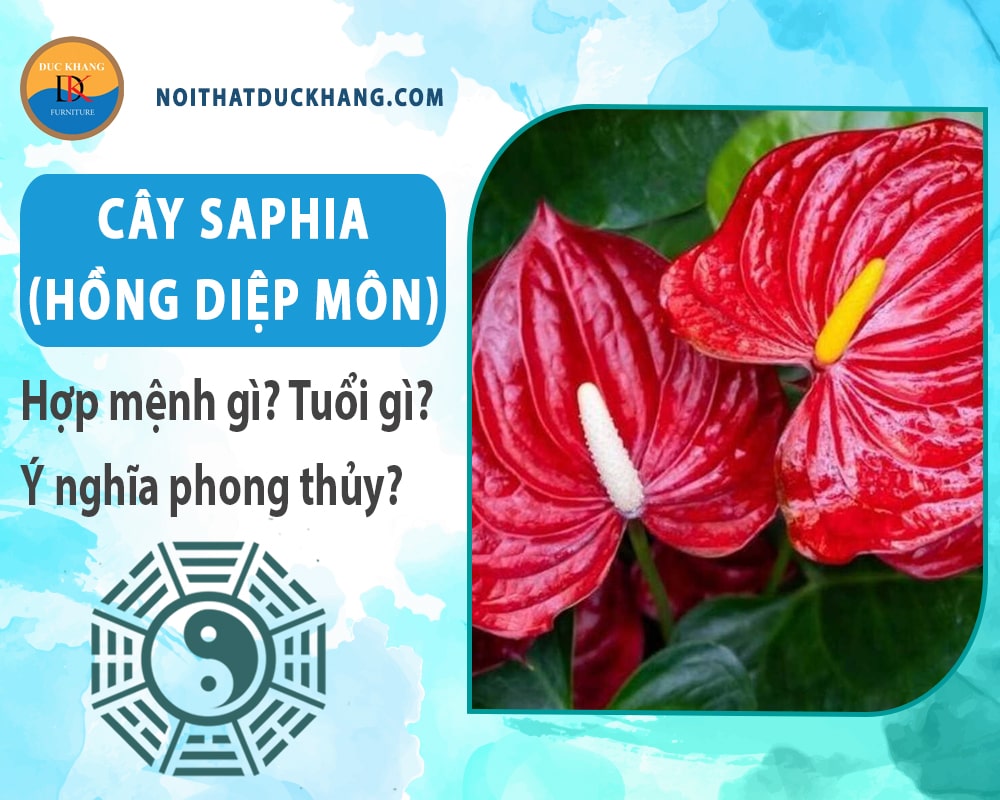 Cây Saphia (hồng diệp môn) hợp mệnh gì? Tuổi gì? Ý nghĩa phong thủy?