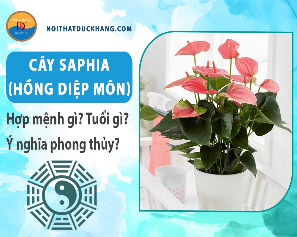 Cây Saphia (hồng diệp môn) hợp mệnh gì? Tuổi gì? Ý nghĩa phong thủy?