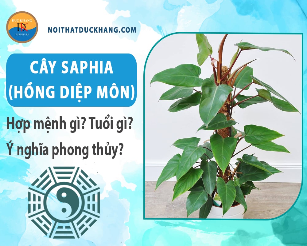 Cây Saphia (hồng diệp môn) hợp mệnh gì? Tuổi gì? Ý nghĩa phong thủy?