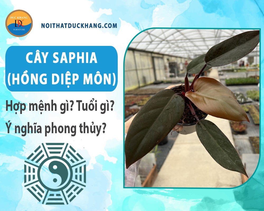 Cây Saphia (hồng diệp môn) hợp mệnh gì? Tuổi gì? Ý nghĩa phong thủy?