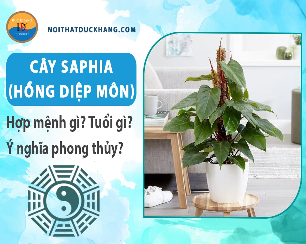 Cây Saphia (hồng diệp môn) hợp mệnh gì? Tuổi gì? Ý nghĩa phong thủy?