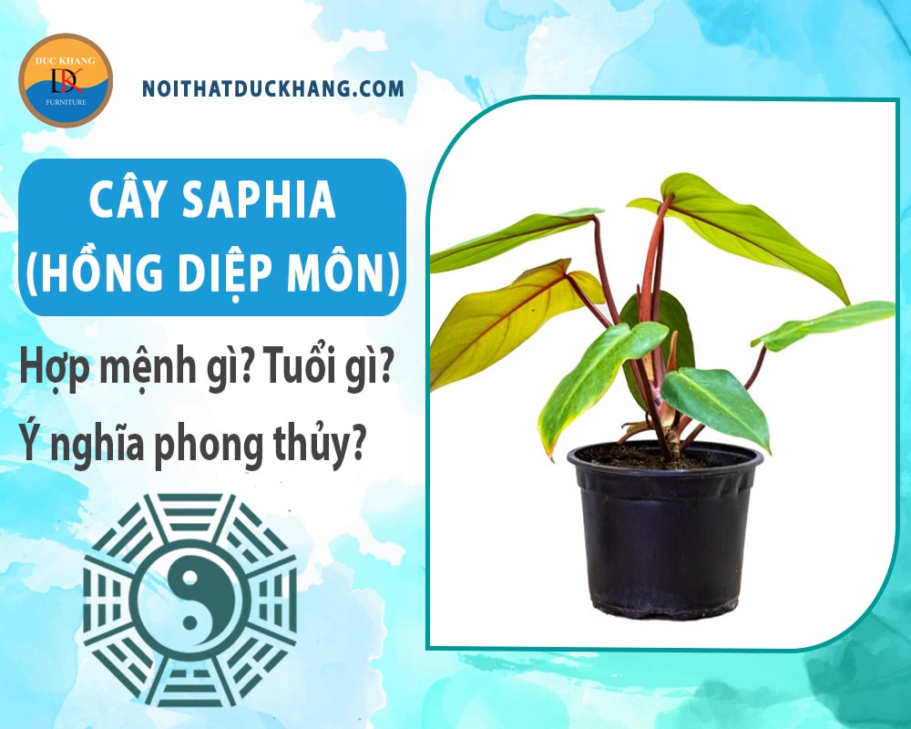 Cây Saphia (hồng diệp môn) hợp mệnh gì? Tuổi gì? Ý nghĩa phong thủy?