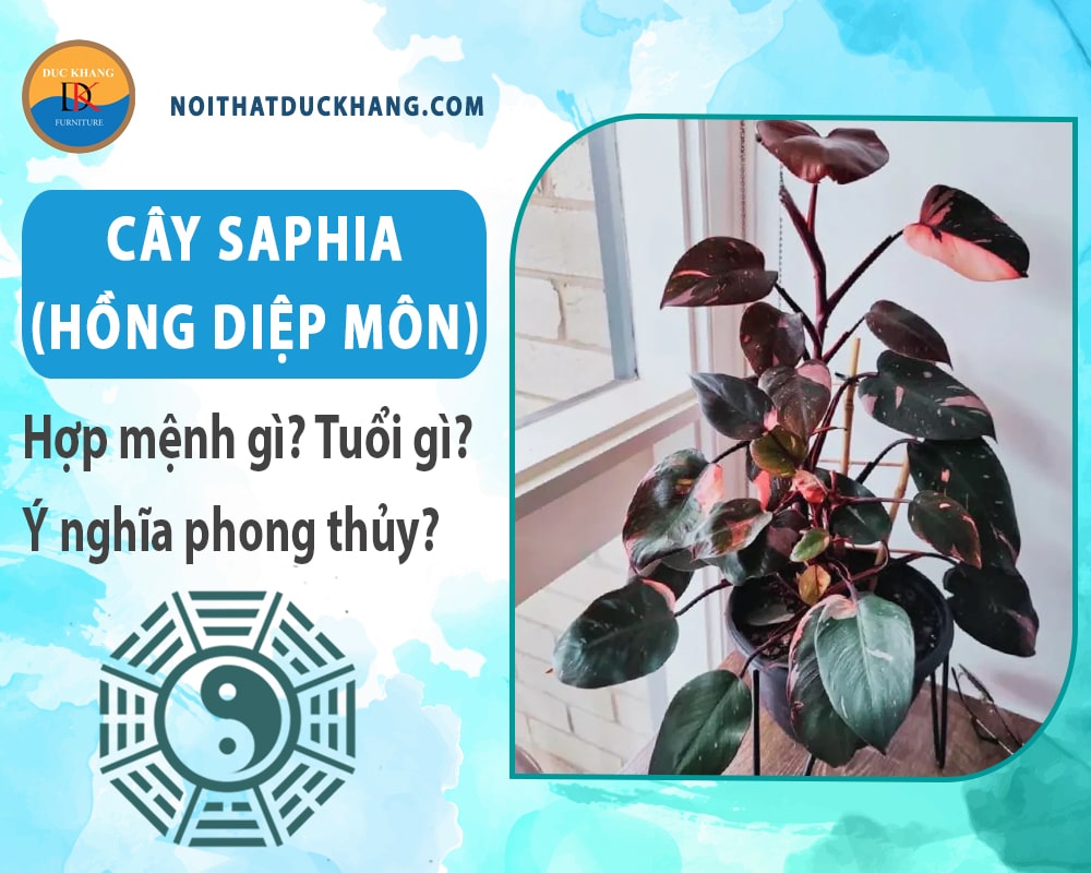 Cây Saphia (hồng diệp môn) hợp mệnh gì? Tuổi gì? Ý nghĩa phong thủy?