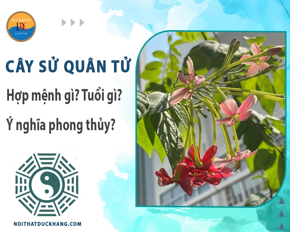 Cây sử quân tử hợp mệnh gì? Tuổi gì? Ý nghĩa phong thủy