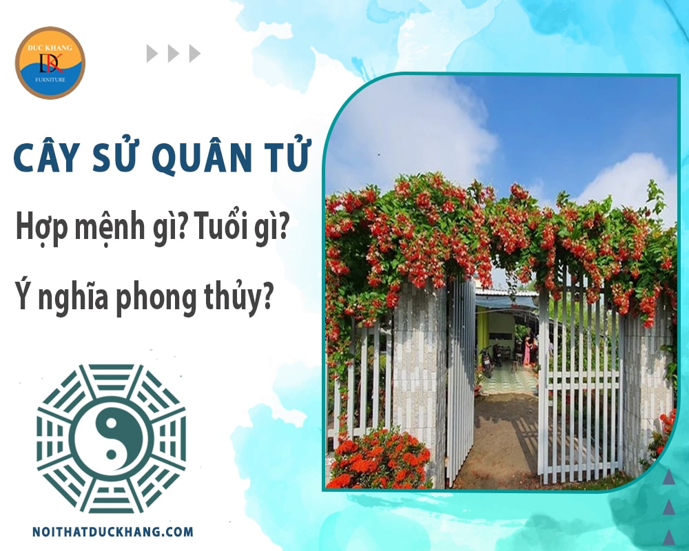 Cây sử quân tử hợp mệnh gì? Tuổi gì? Ý nghĩa phong thủy