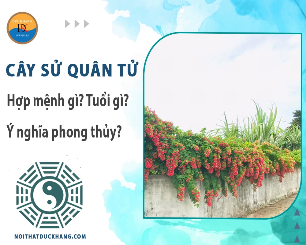 Cây sử quân tử hợp mệnh gì? Tuổi gì? Ý nghĩa phong thủy