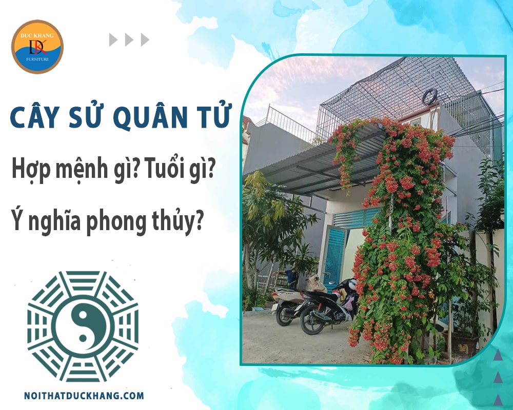 Cây sử quân tử hợp mệnh gì? Tuổi gì? Ý nghĩa phong thủy