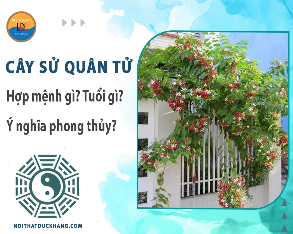 Cây sử quân tử hợp mệnh gì? Tuổi gì? Ý nghĩa phong thủy