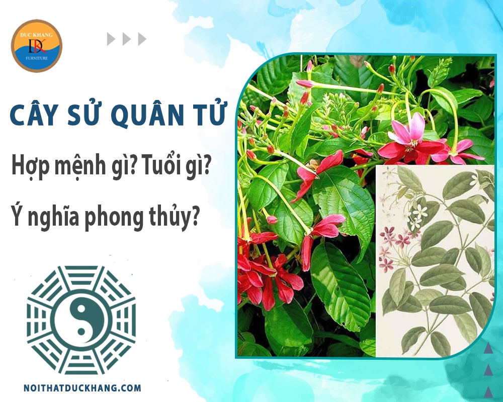 Cây sử quân tử hợp mệnh gì? Tuổi gì? Ý nghĩa phong thủy