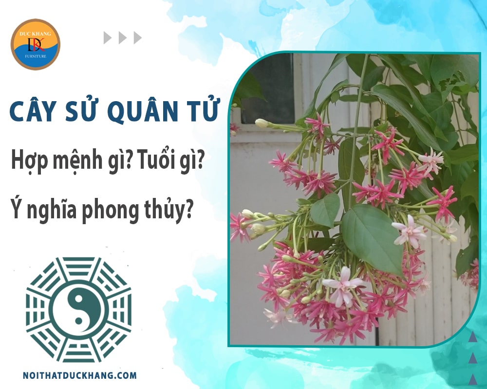 Cây sử quân tử hợp mệnh gì? Tuổi gì? Ý nghĩa phong thủy