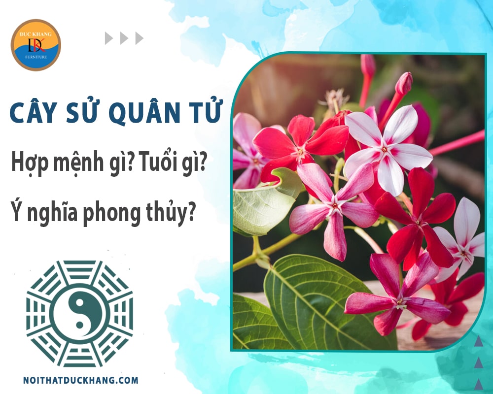 Cây sử quân tử hợp mệnh gì? Tuổi gì? Ý nghĩa phong thủy