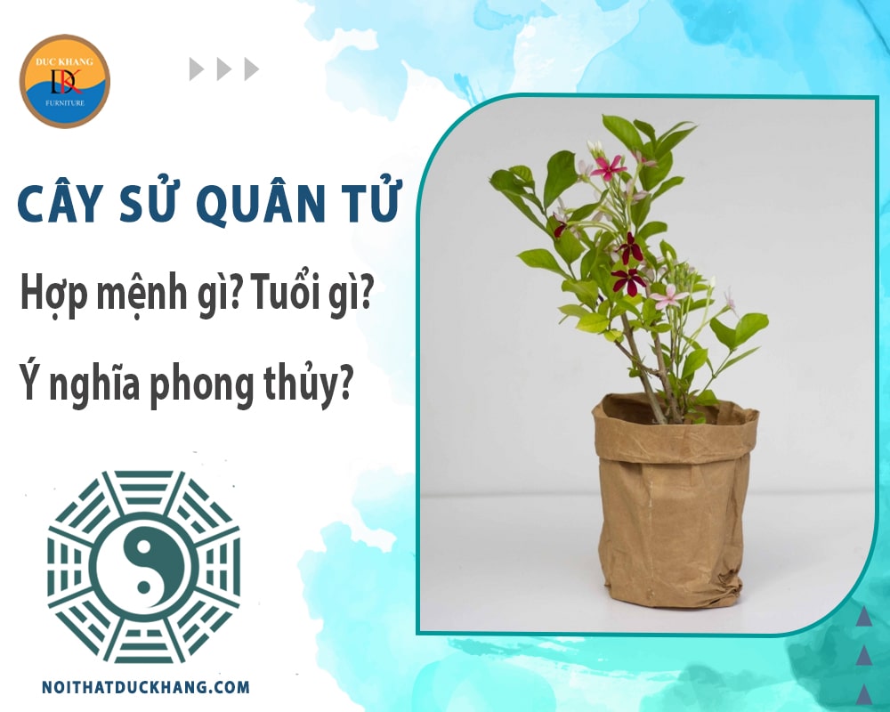 Cây sử quân tử hợp mệnh gì? Tuổi gì? Ý nghĩa phong thủy