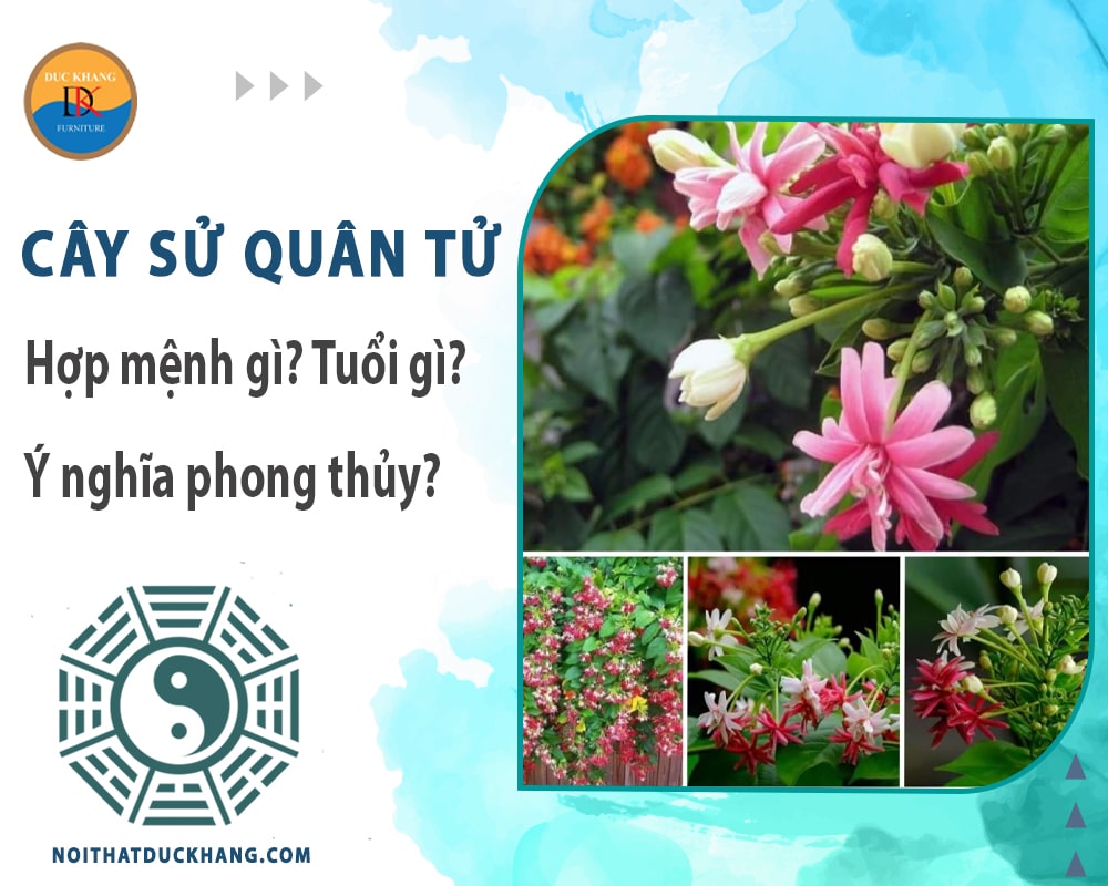 Cây sử quân tử hợp mệnh gì? Tuổi gì? Ý nghĩa phong thủy