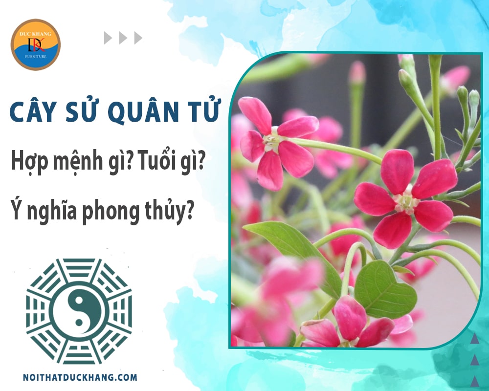 Cây sử quân tử hợp mệnh gì? Tuổi gì? Ý nghĩa phong thủy