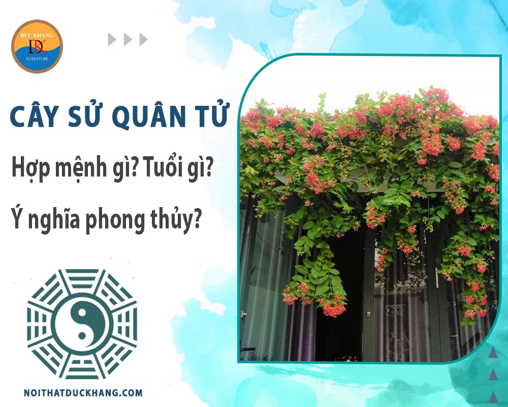 Cây sử quân tử hợp mệnh gì? Tuổi gì? Ý nghĩa phong thủy