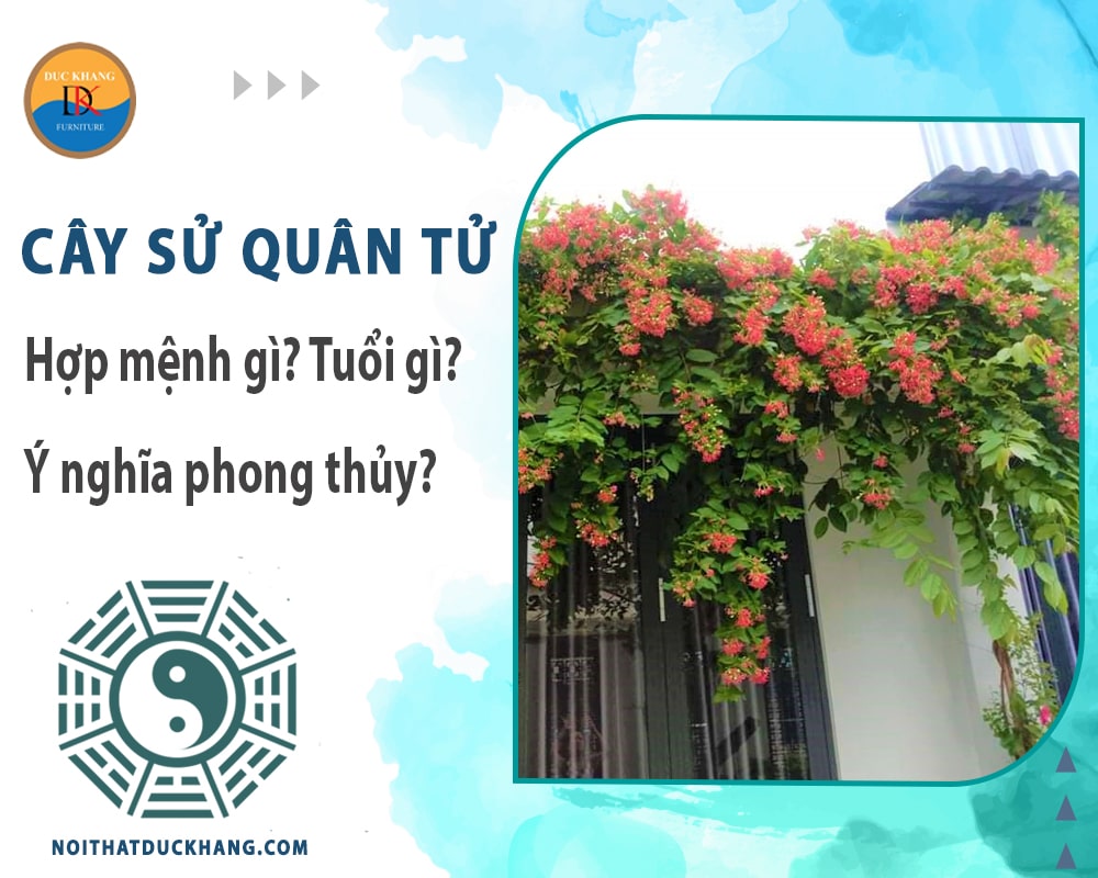 Cây sử quân tử hợp mệnh gì? Tuổi gì? Ý nghĩa phong thủy