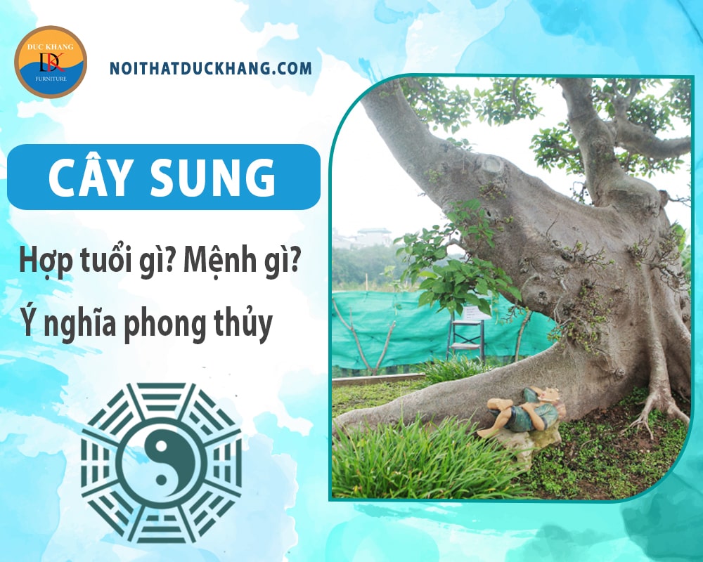 Cây sung hợp tuổi nào? Mệnh gì? Ý nghĩa phong thủy?