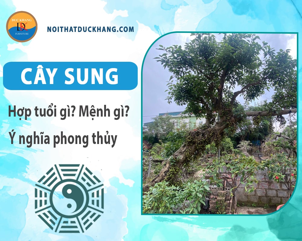 Cây sung hợp tuổi nào? Mệnh gì? Ý nghĩa phong thủy?