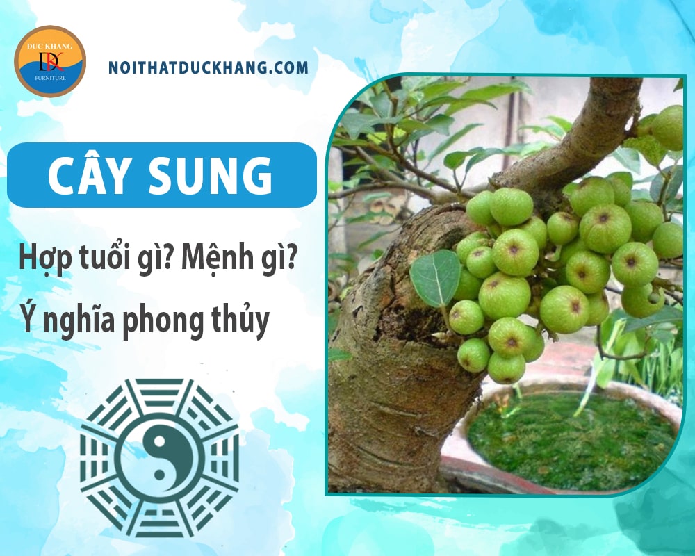 Cây sung hợp tuổi nào? Mệnh gì? Ý nghĩa phong thủy?