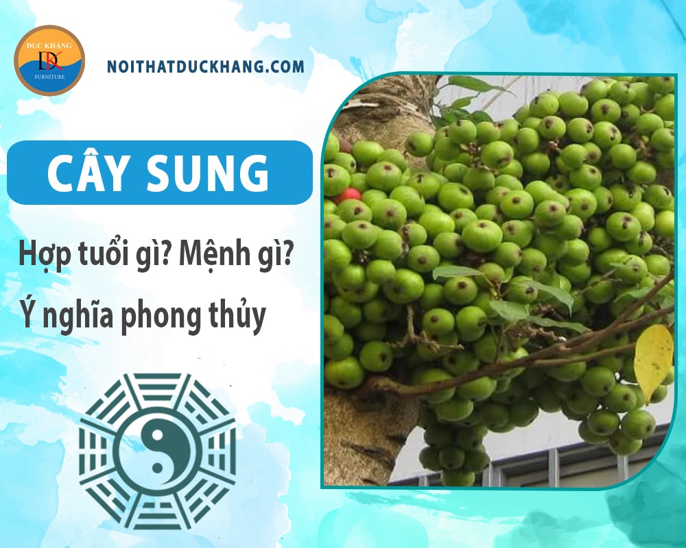 Cây sung hợp tuổi nào? Mệnh gì? Ý nghĩa phong thủy?