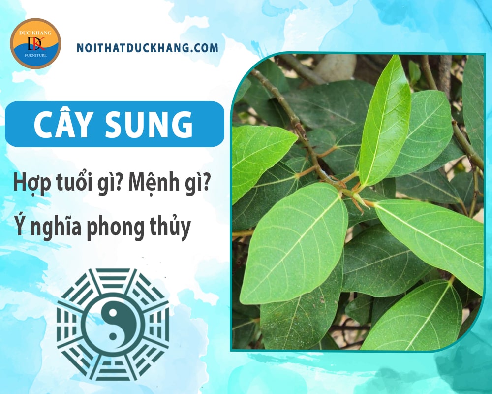 Cây sung hợp tuổi nào? Mệnh gì? Ý nghĩa phong thủy?