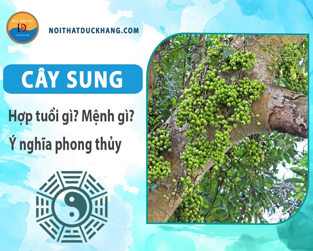 Cây sung hợp tuổi nào? Mệnh gì? Ý nghĩa phong thủy?