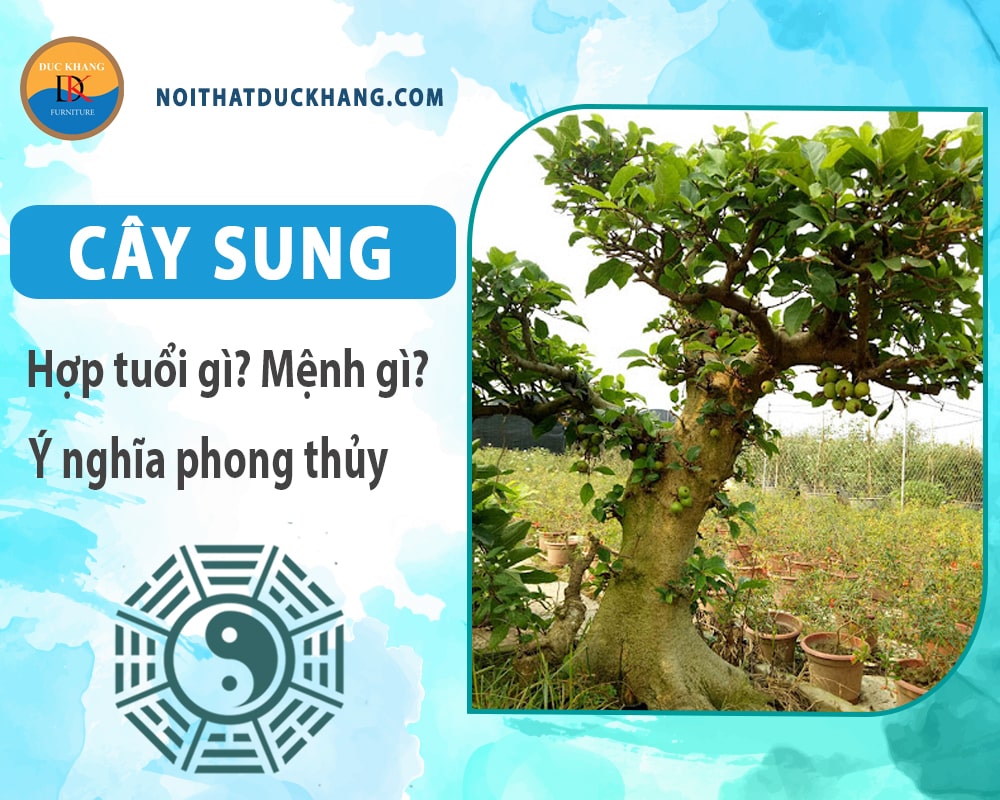 Cây sung hợp tuổi nào? Mệnh gì? Ý nghĩa phong thủy?