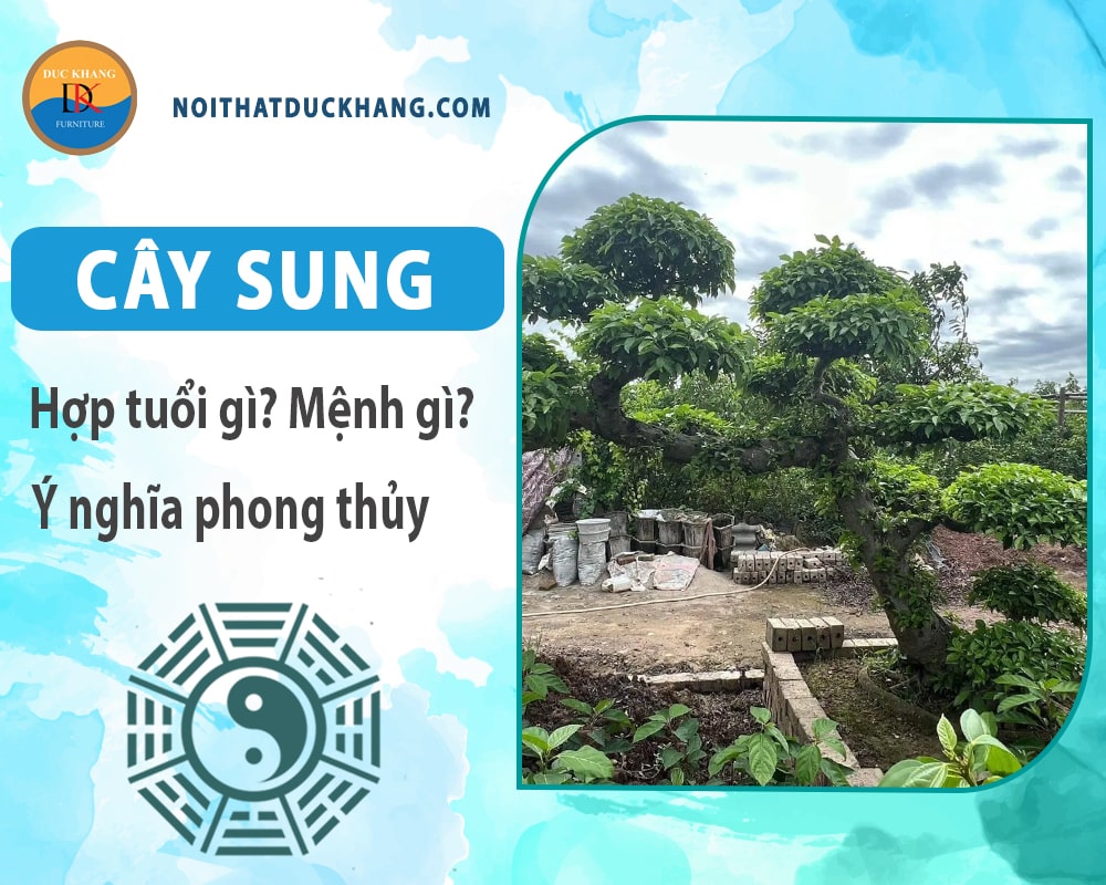 Cây sung hợp tuổi nào? Mệnh gì? Ý nghĩa phong thủy?