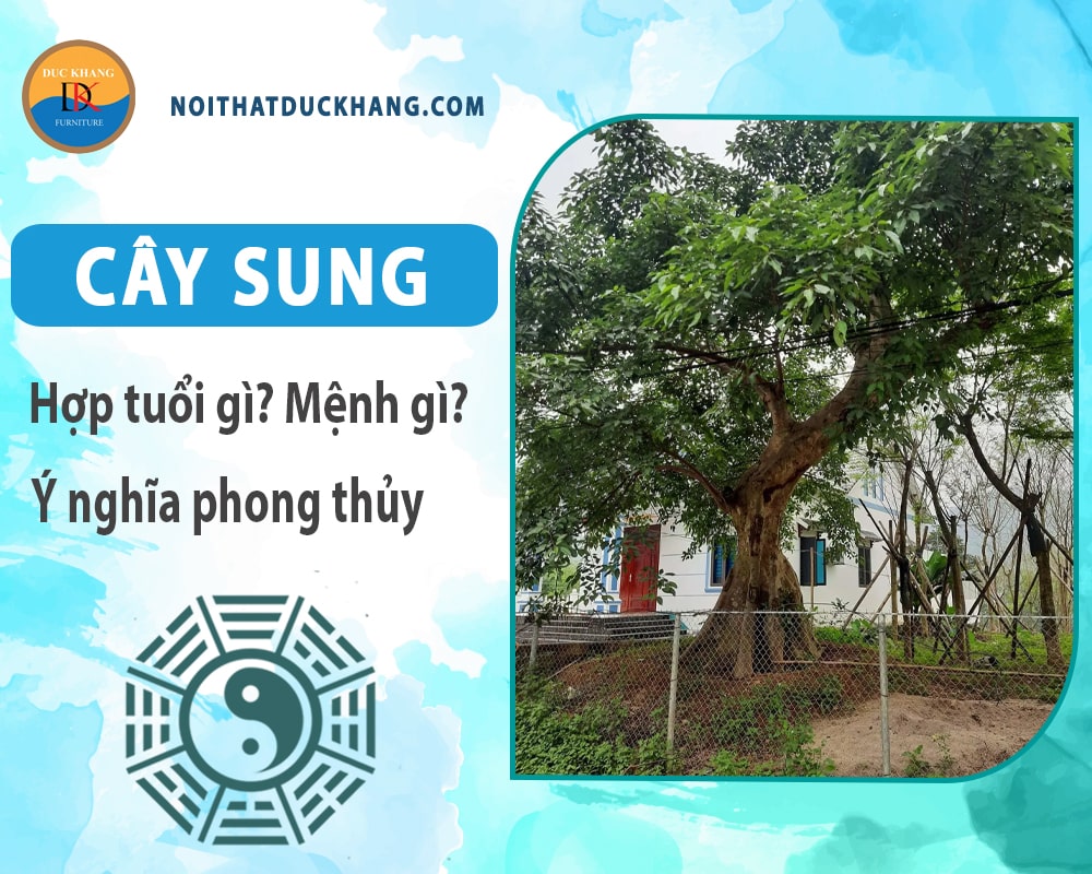 Cây sung hợp tuổi nào? Mệnh gì? Ý nghĩa phong thủy?