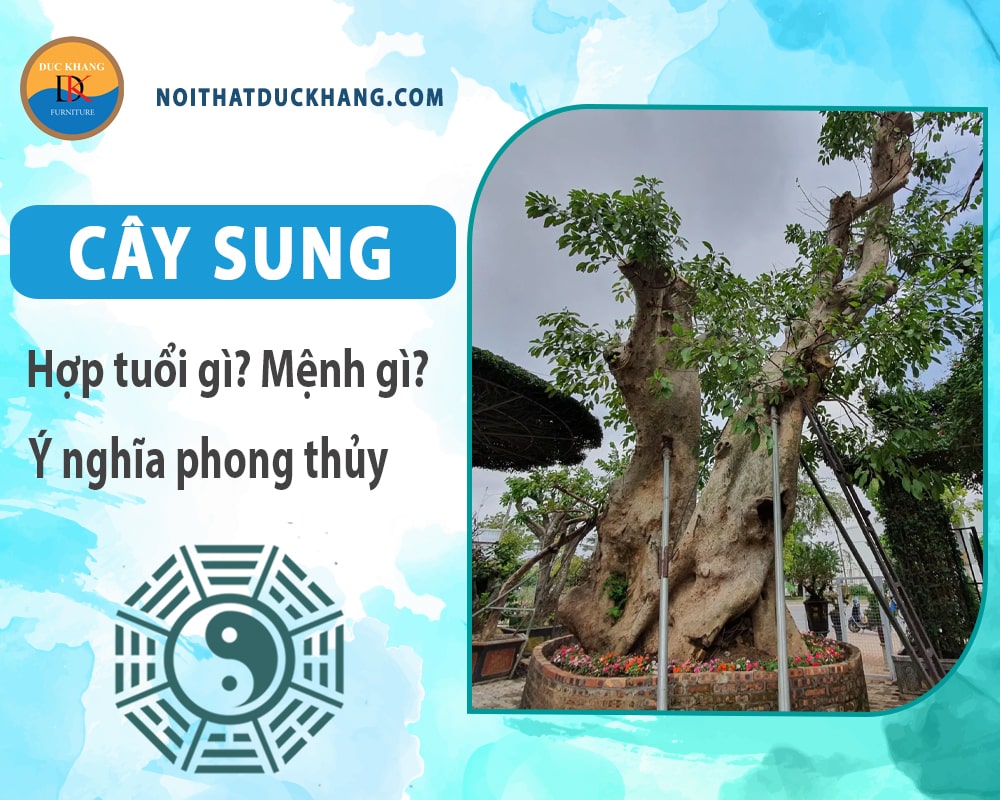 Cây sung hợp tuổi nào? Mệnh gì? Ý nghĩa phong thủy?