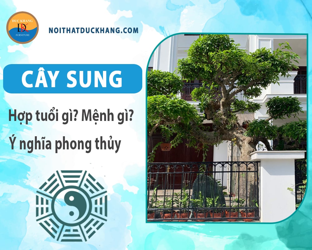 Cây sung hợp tuổi nào? Mệnh gì? Ý nghĩa phong thủy?