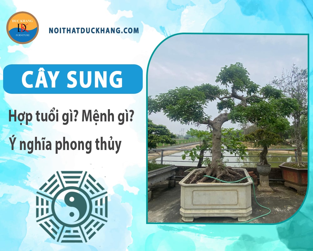 Cây sung hợp tuổi nào? Mệnh gì? Ý nghĩa phong thủy?