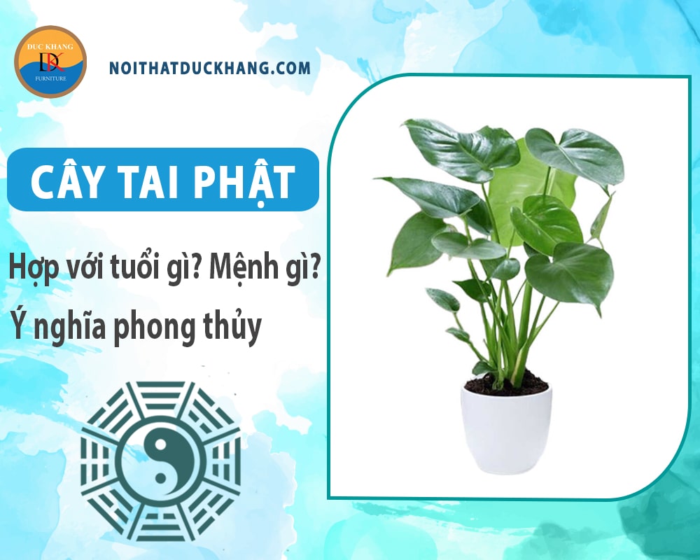 Cây tai phật hợp với tuổi gì? Mệnh gì? Ý nghĩa phong thủy