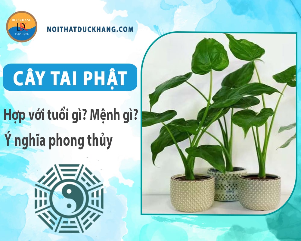 Cây tai phật hợp với tuổi gì? Mệnh gì? Ý nghĩa phong thủy